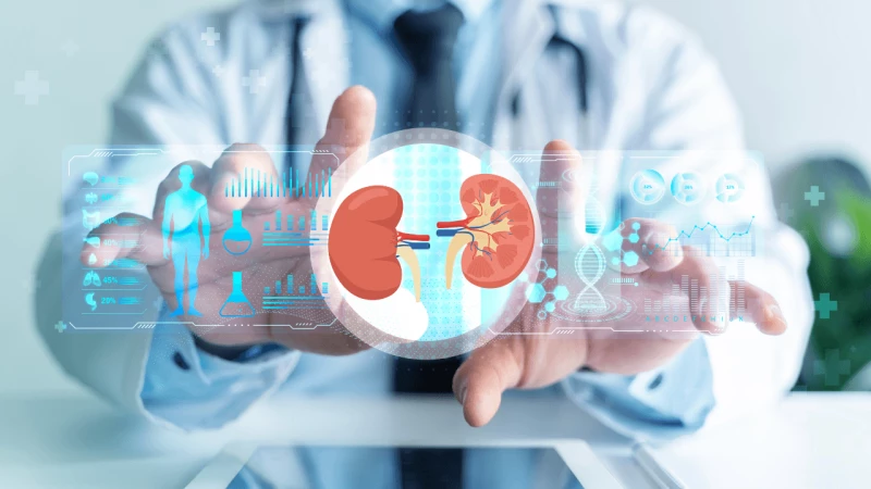 Без болка и без симптоми: Така започват много бъбречни болести
